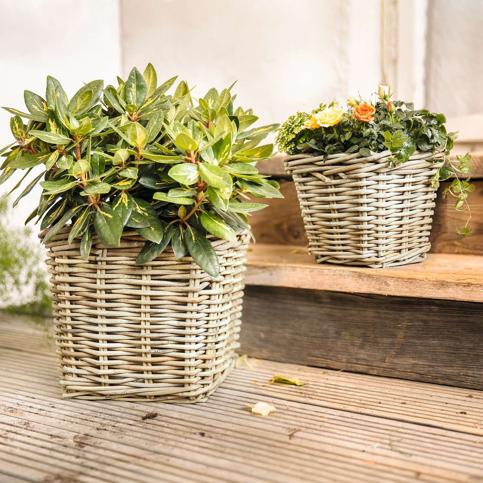 Pflanzer "Rattan", klein  im Frank Flechtwaren Online Shop kaufen