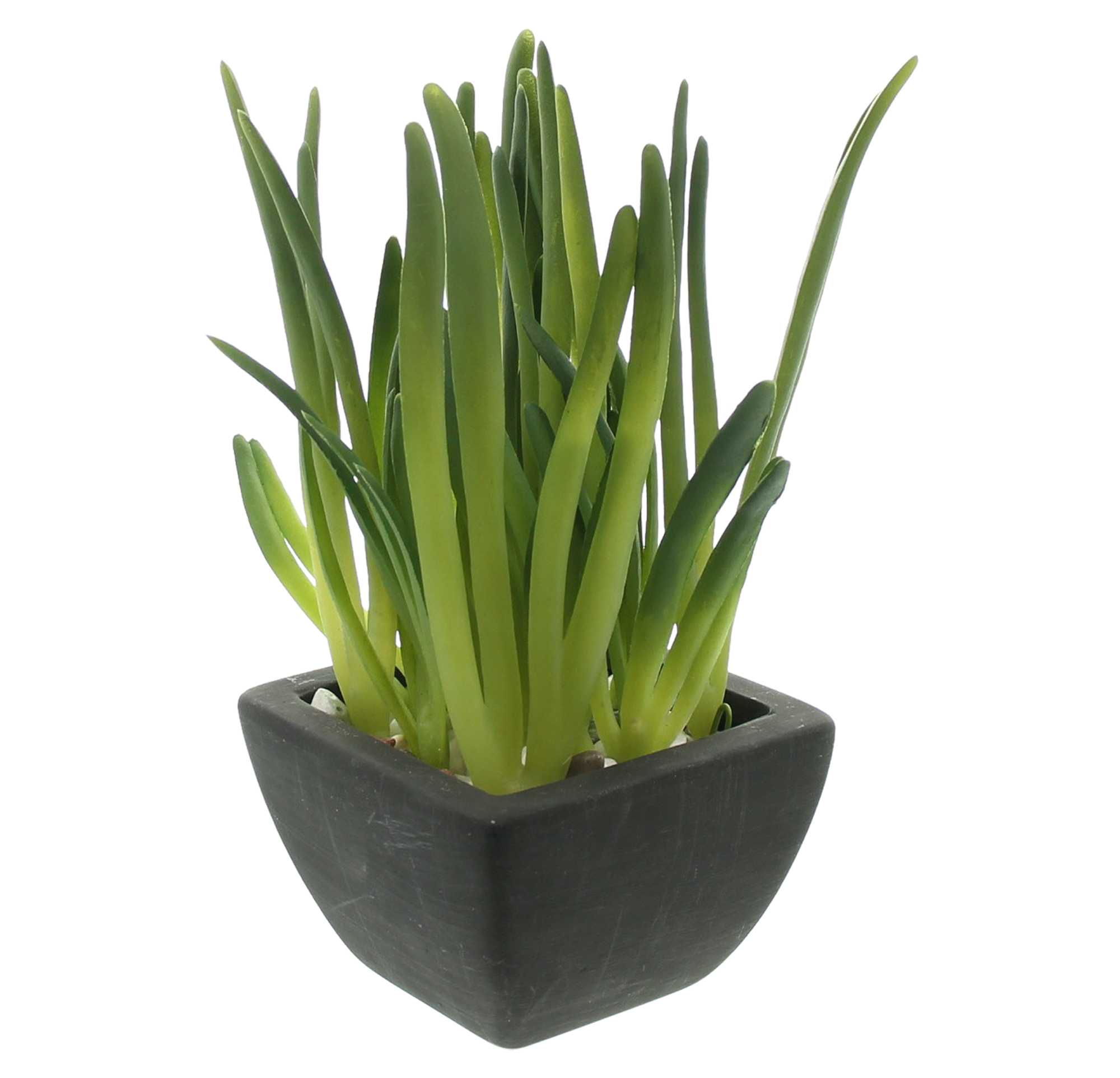 Kunstpflanze "Zimmergrün", 2er Set im Frank Flechtwaren Online Shop für Kunstpflanzen kaufen Kunstpflanze "Zimmergrün", 2er Set im Frank Flechtwaren Online Shop für Kunstpflanzen kaufen