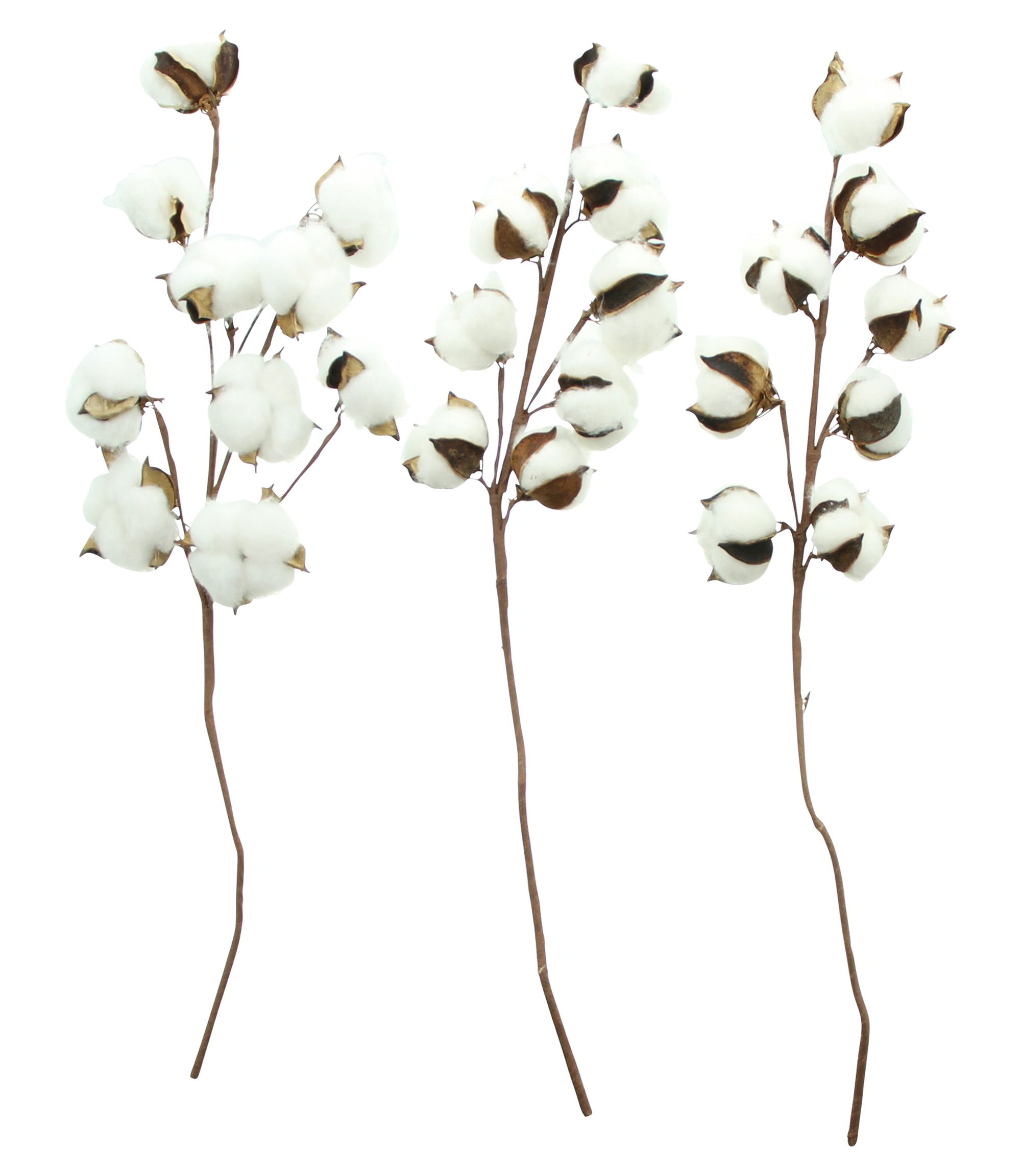 Zweig "Baumwolle", 3er Set im Frank Flechtwaren Online Shop für Ostern kaufen Zweig "Baumwolle", 3er Set im Frank Flechtwaren Online Shop für Ostern kaufen