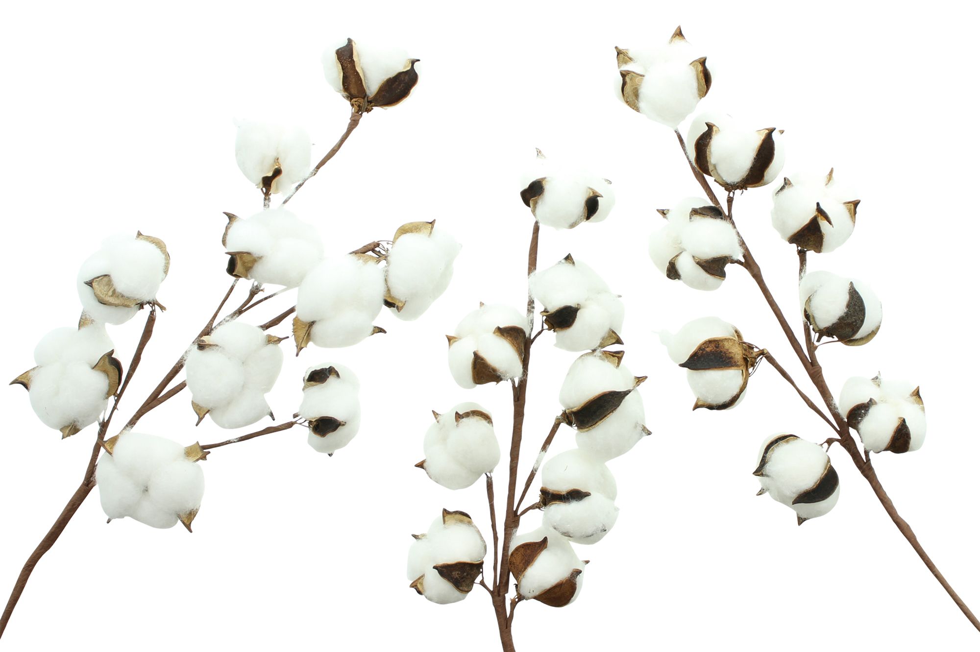 Zweig "Baumwolle", 3er Set im Frank Flechtwaren Online Shop für Ostern kaufen Zweig "Baumwolle", 3er Set im Frank Flechtwaren Online Shop für Ostern kaufen